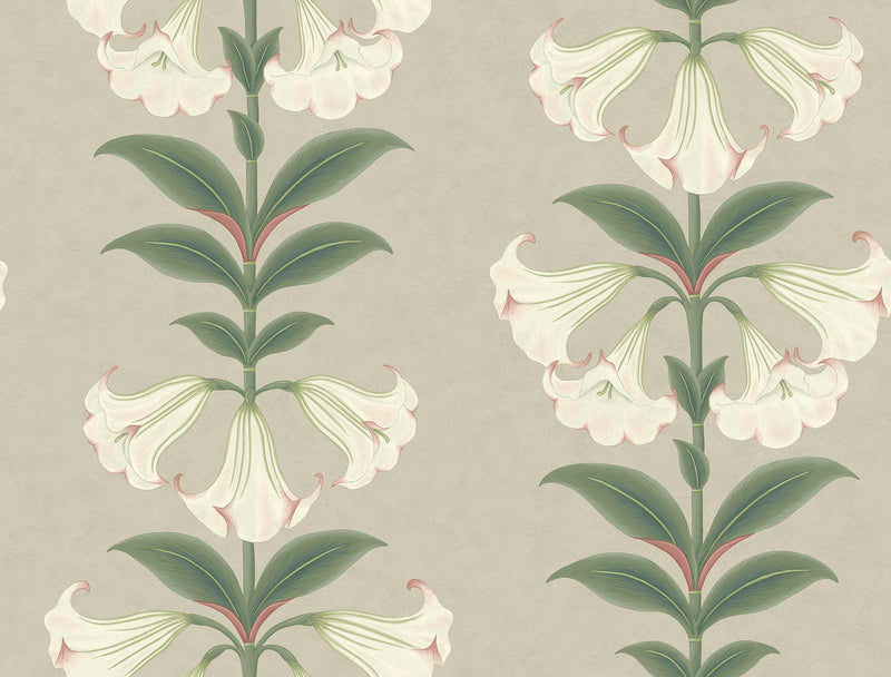 Angel's Trumpet