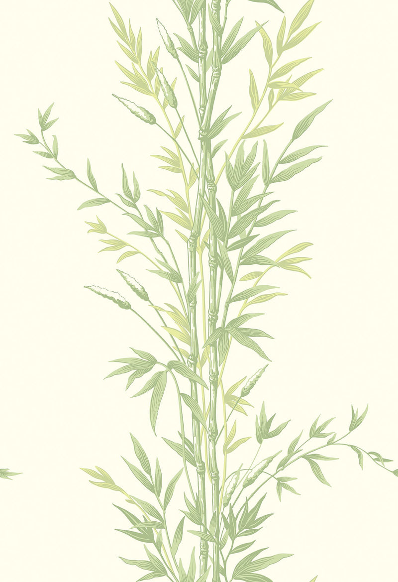 Bamboo