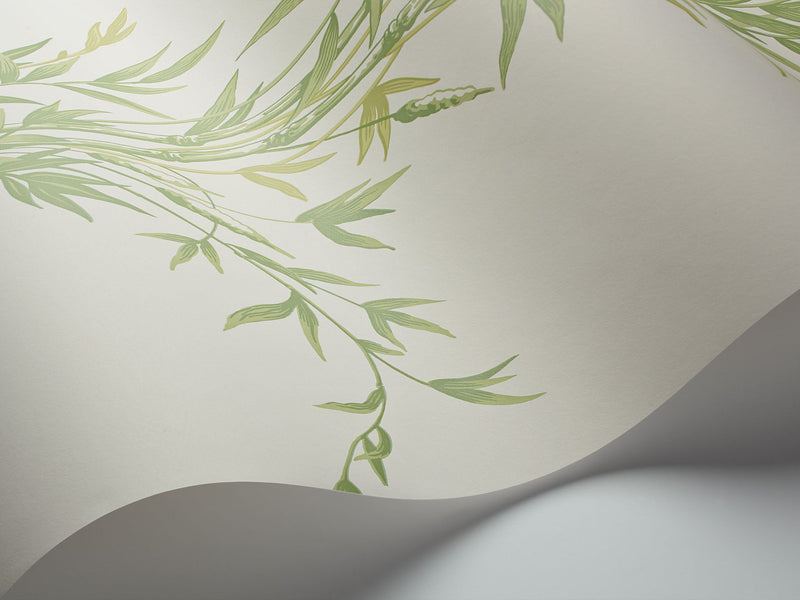 Bamboo