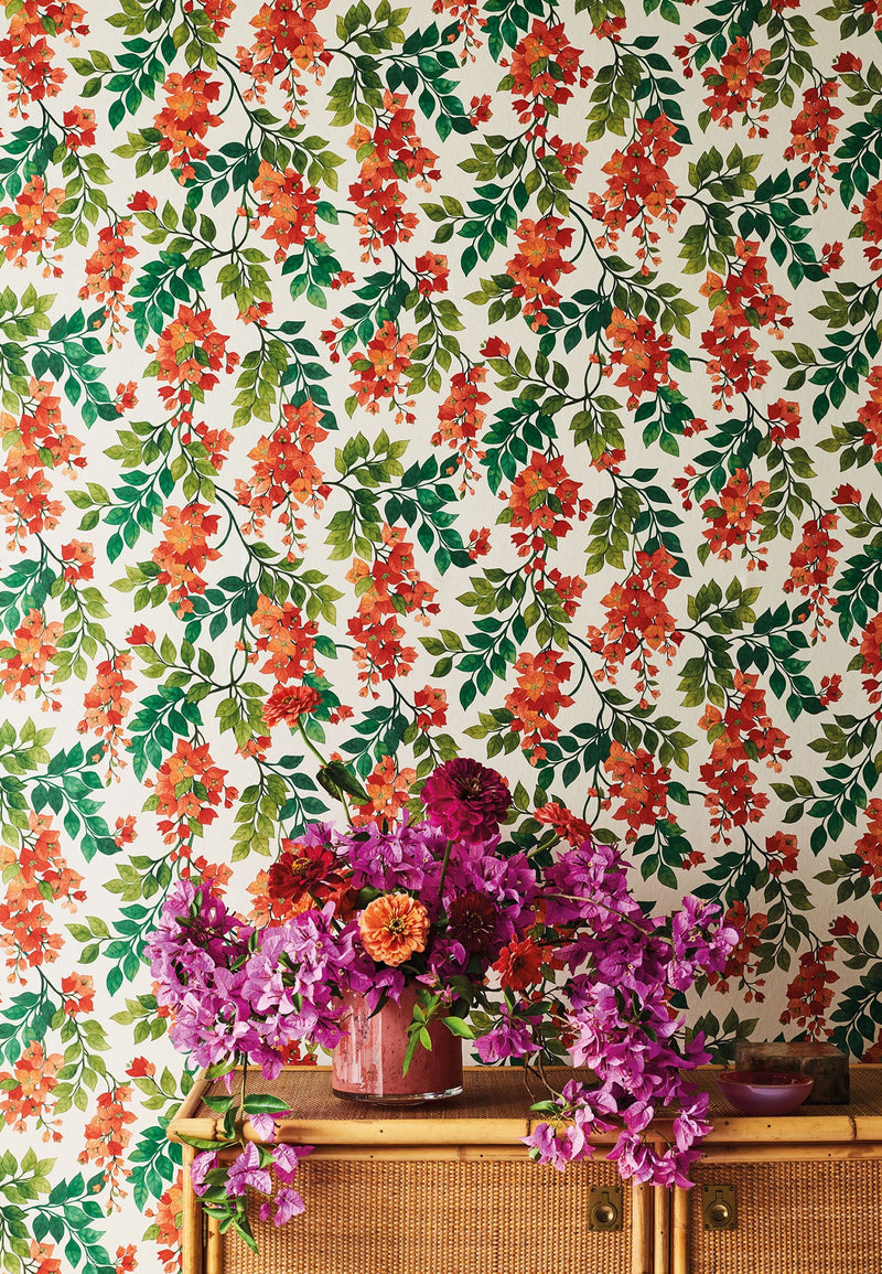Bougainvillea