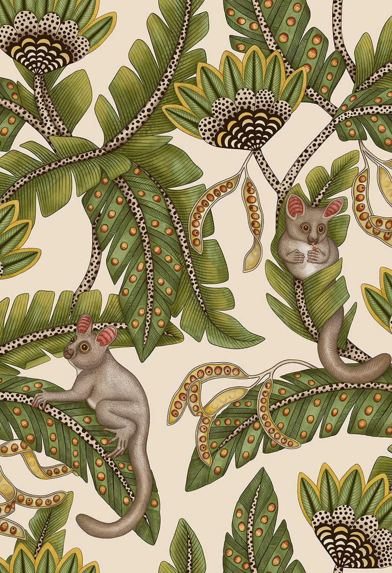 Bush Baby