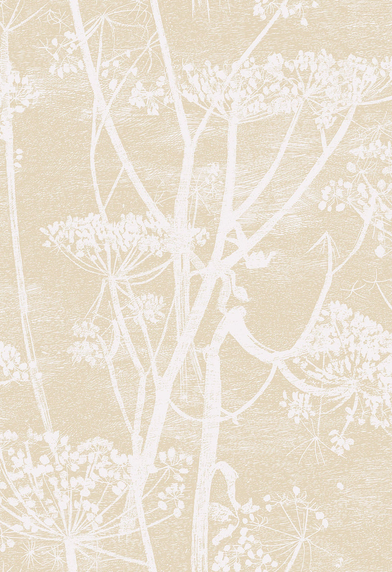 Cow Parsley