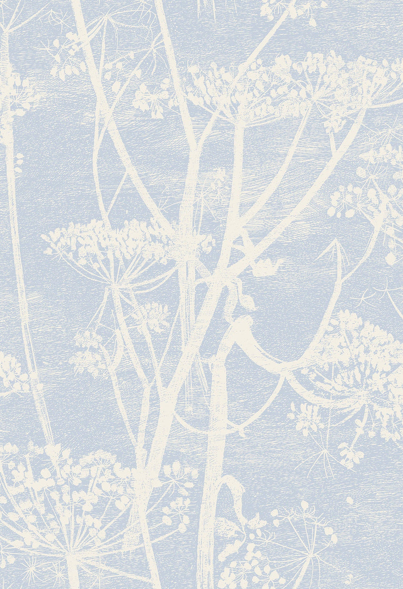 Cow Parsley