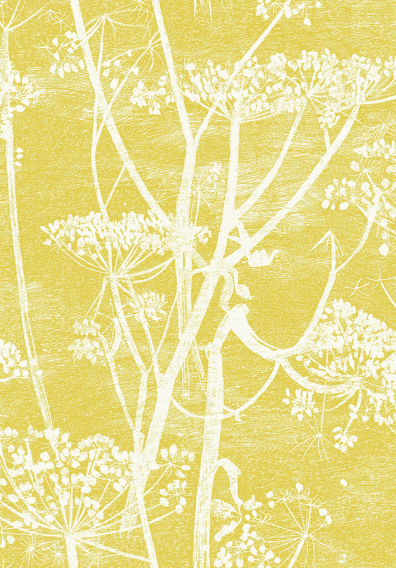 Cow Parsley