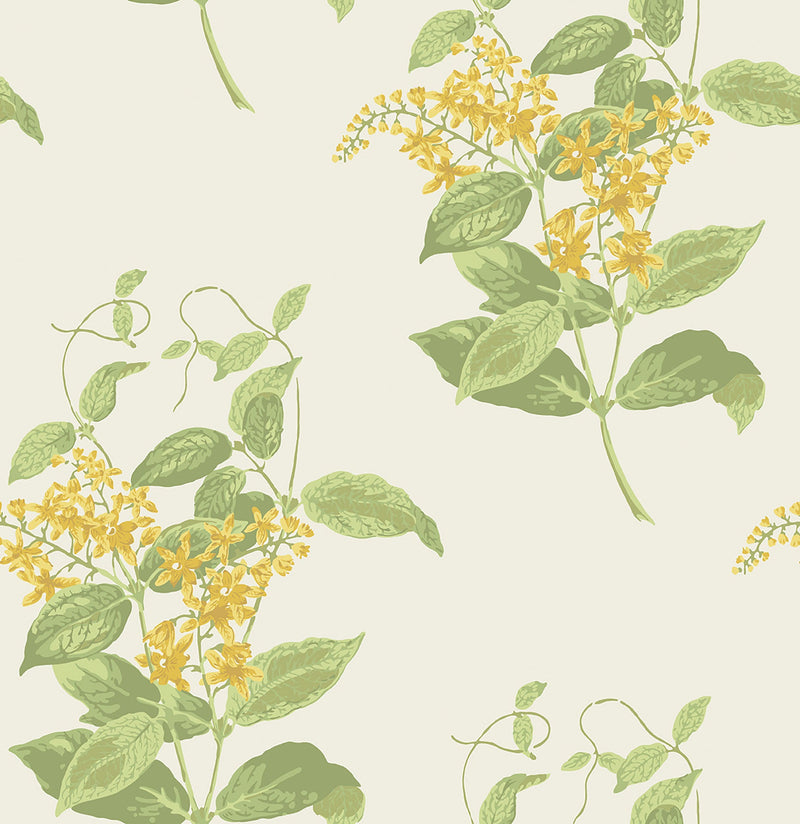 Madras Violet