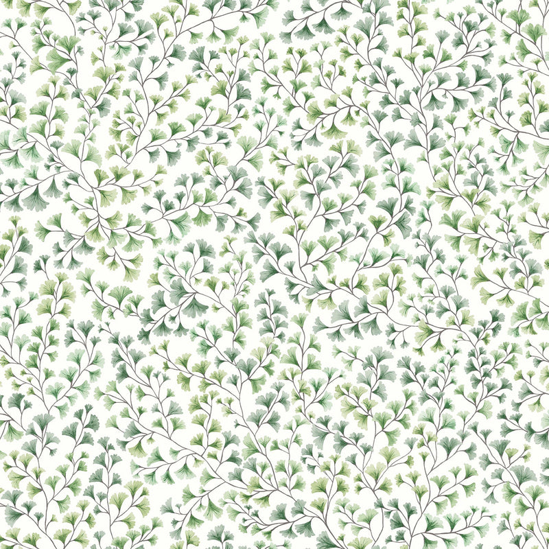 Maidenhair