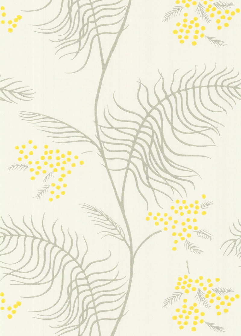 Mimosa
