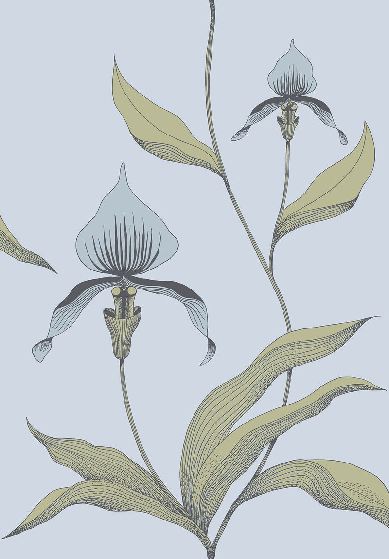 Orchid