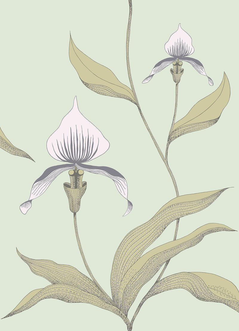 Orchid