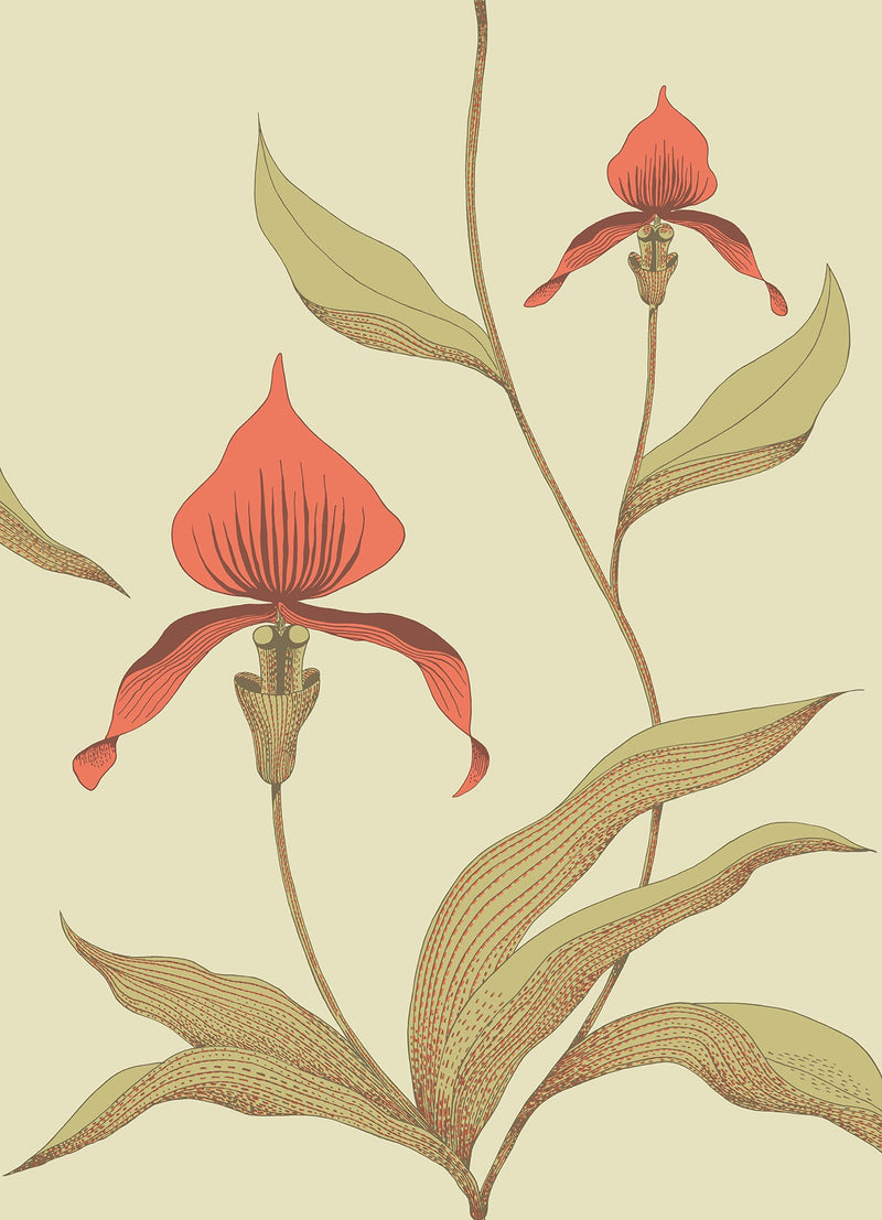 Orchid