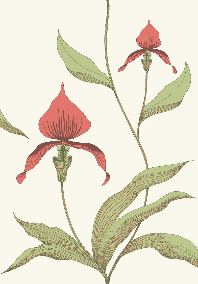 Orchid