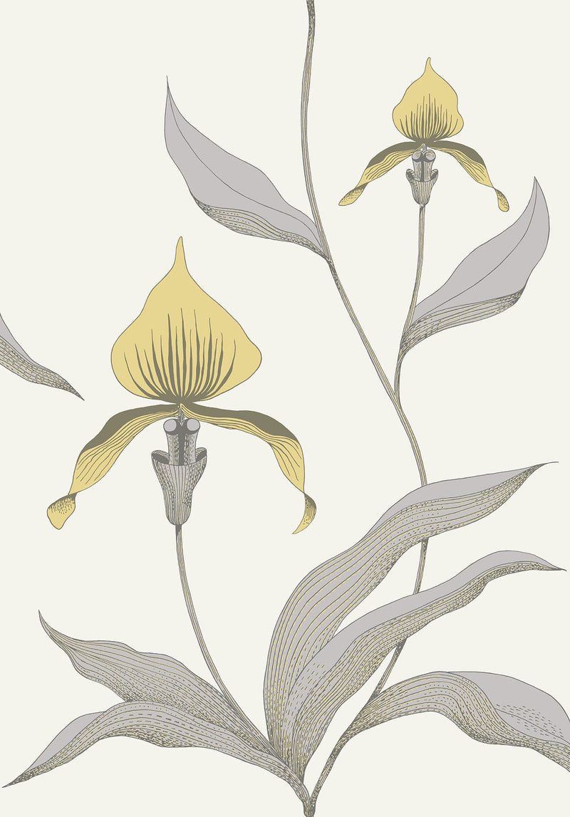 Orchid