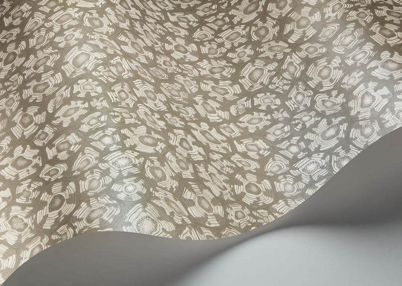 Savanna Shell